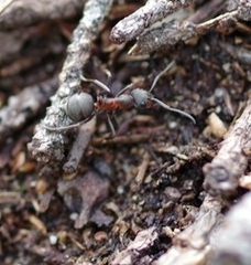 Formica pratensis
