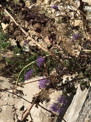 Trachelium caeruleum