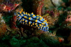 Phyllidia varicosa
