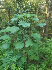 Vernicia fordii