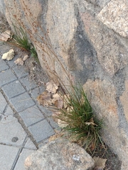 Asphodelus fistulosus