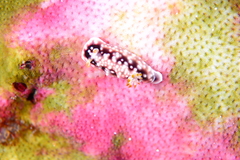 Goniobranchus geometricus