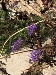 Trachelium caeruleum