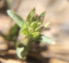 Monardella breweri lanceolata