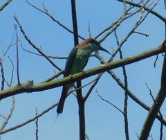 Merops viridis