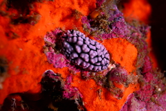 Phyllidiella pustulosa