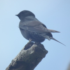 Psalidoprocne pristoptera