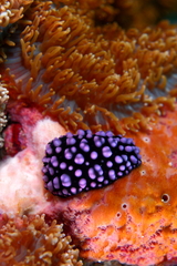 Phyllidiella