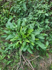 Scrophularia auriculata