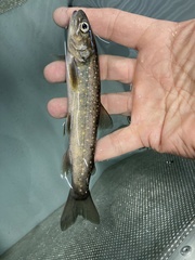 Salvelinus confluentus