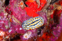 Phyllidia varicosa