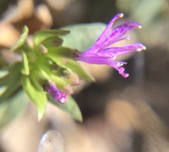 Monardella breweri lanceolata