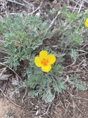 Eschscholzia