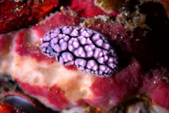 Phyllidiella pustulosa