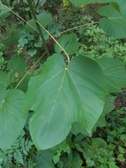 Vernicia fordii