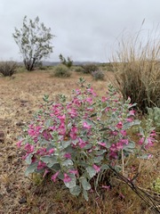 Penstemon albomarginatus
