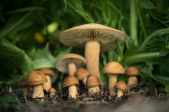 Agrocybe putaminum
