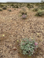 Penstemon albomarginatus