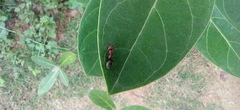 Camponotus rufoglaucus