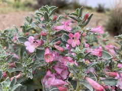 Penstemon albomarginatus