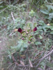 Scrophularia auriculata