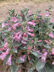 Penstemon albomarginatus