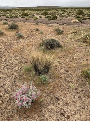 Penstemon albomarginatus