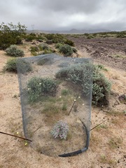 Penstemon albomarginatus