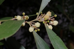 Acacia melanoxylon