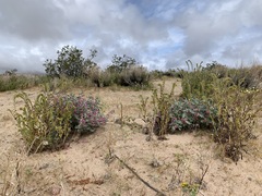 Penstemon albomarginatus