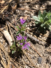 Monardella breweri lanceolata