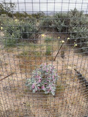Penstemon albomarginatus