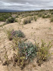 Penstemon albomarginatus