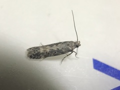 Scrobipalpa ocellatella