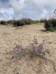 Penstemon albomarginatus