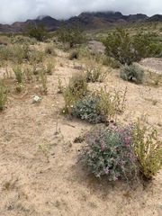 Penstemon albomarginatus