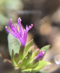 Monardella breweri lanceolata