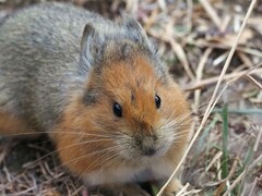 Turkestan Red Pika photo 1