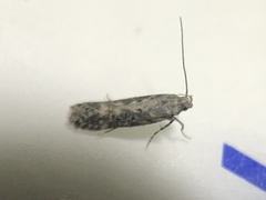 Scrobipalpa ocellatella