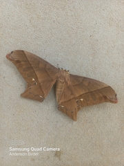 Arsenurinae