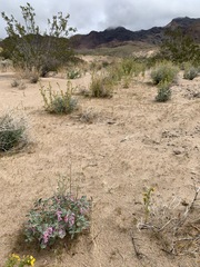 Penstemon albomarginatus