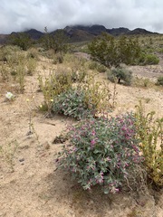 Penstemon albomarginatus