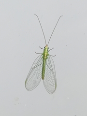 Chrysoperla