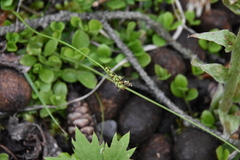 Carex concinna