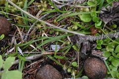 Carex concinna