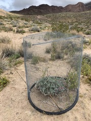 Penstemon albomarginatus