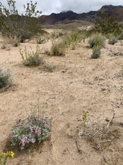 Penstemon albomarginatus