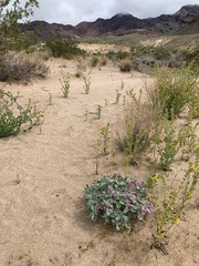 Penstemon albomarginatus