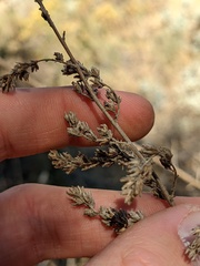 Artemisia californica