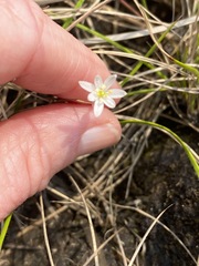 Ornithogalum graminifolium